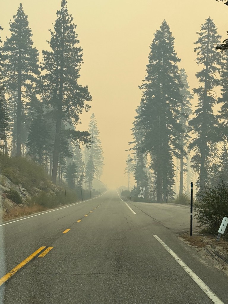 Smoky road scene lined with tall pine trees, creating a hazy atmosphere with visible road markings.