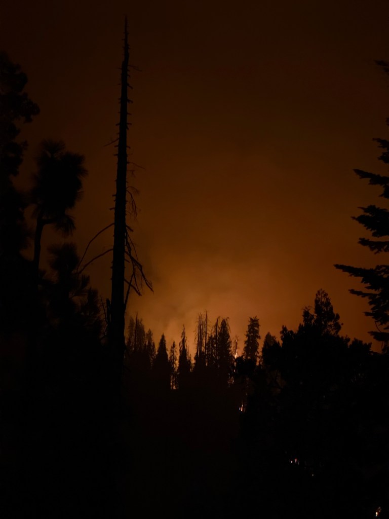 Silhouette of tall trees against a smoky orange sky, indicating a forest fire in the background.