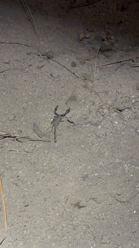 A scorpion partially buried in sandy ground, surrounded by small rocks and pine needles.