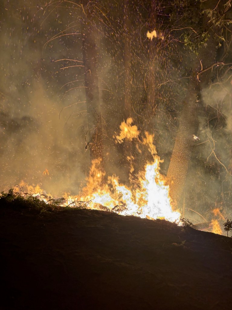 A forest fire with flames and smoke rising among trees at night.